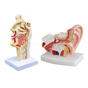 2 Бр Анатомическая модел на носната кухина, на гърлото на човека Анатомическая модел за изучаване на конституцията на класната стая Дисплей Обучение модел на 1,5 пъти повече от човешкото ухо